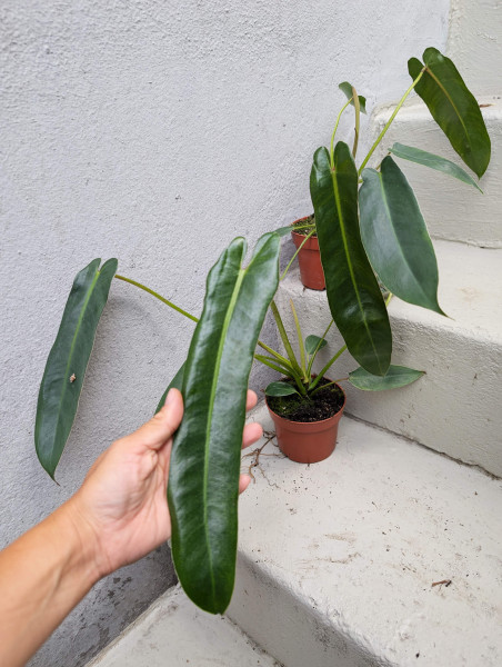 Philodendron Spiritus Sancti - medium