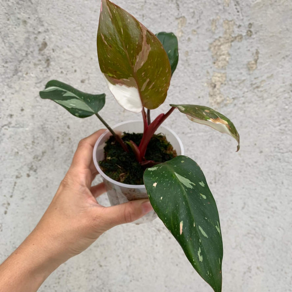 Philodendron Red Anderson variegata - C