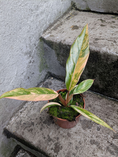 Philodendron Caramel Marble - E