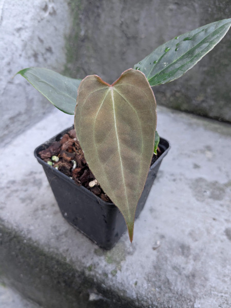 Anthurium Black Sweet self x Red Spider - selected Seedling D