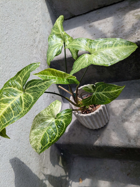 Syngonium Batik variegata - A