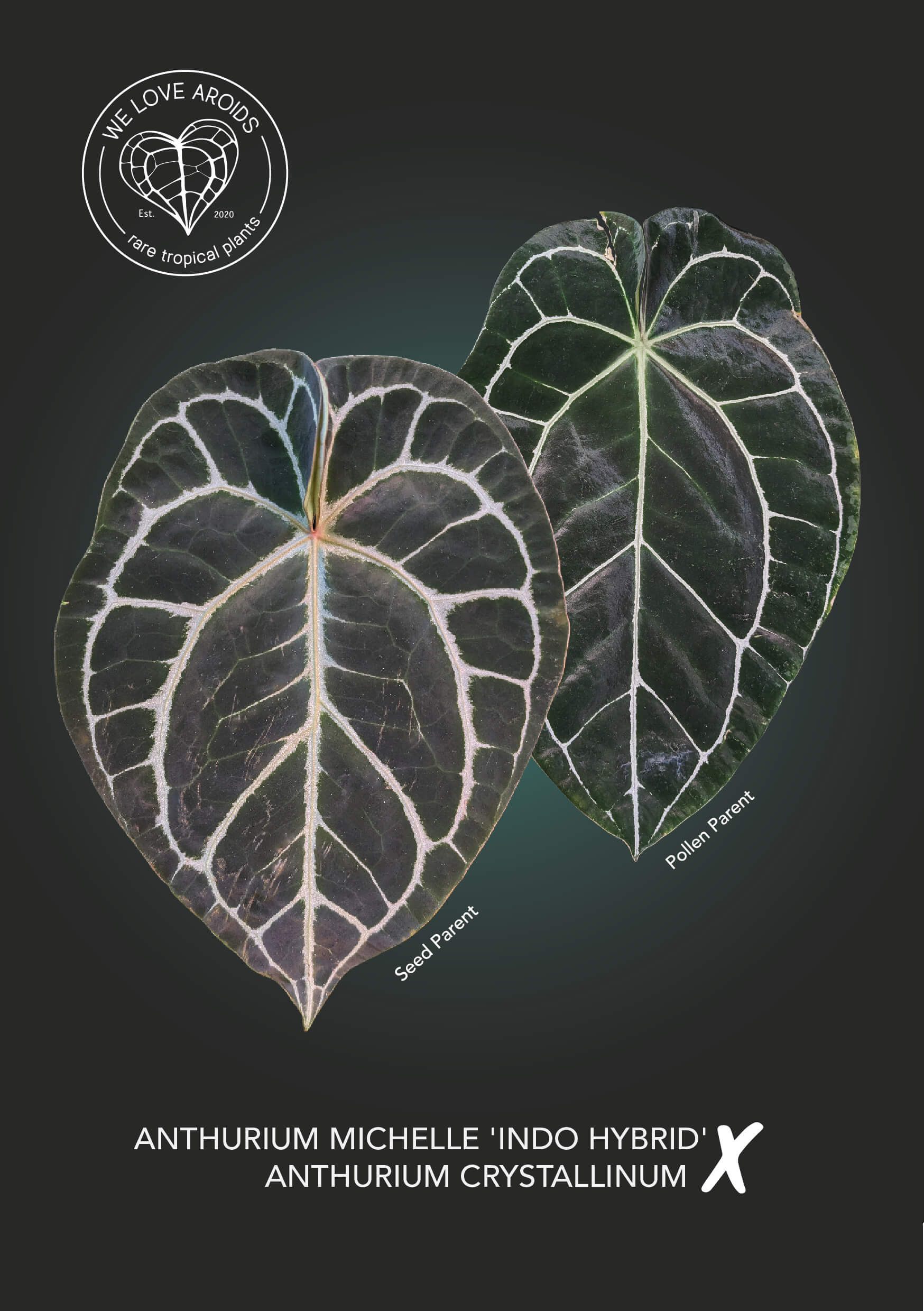 Anthurium Michelle Indo Hybrid x crystallinum | Variegated Plants
