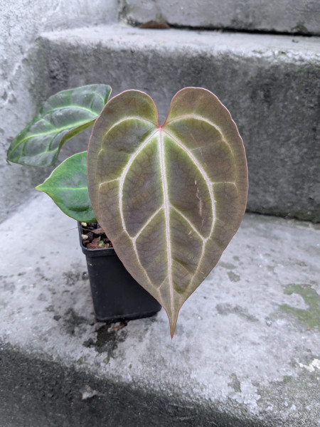 Anthurium besseae aff x Red Gunsal - selected Seedling D