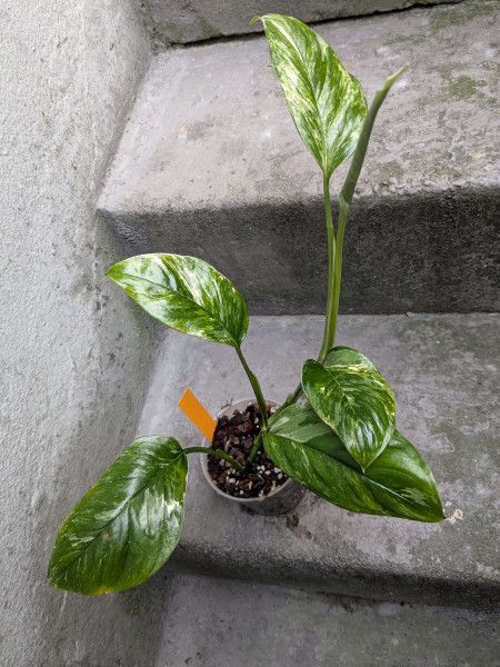 Monstera lechleriana variegata - B