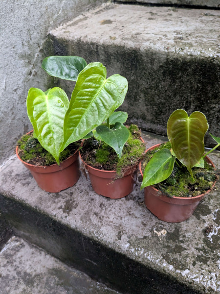 Anthurium veicthii - Babyplant
