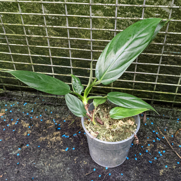 Philodendron genevieveanum – small