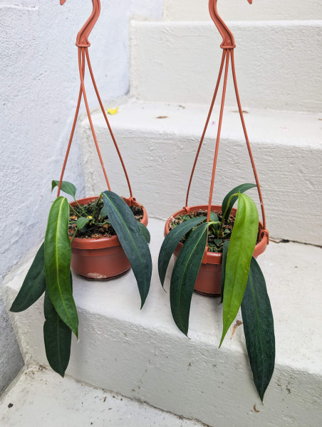 Anthurium wendlingerii