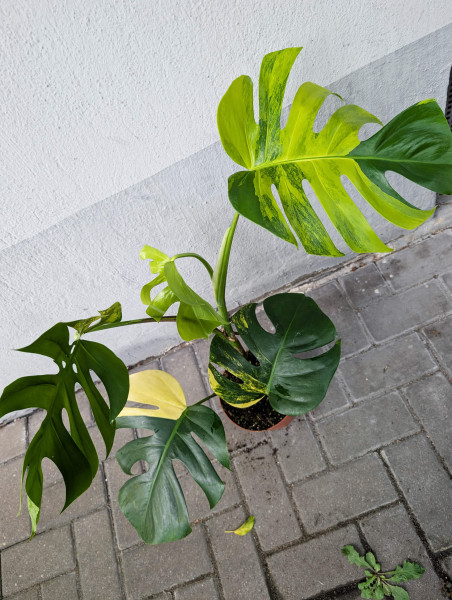 Monstera aurea variegata - G