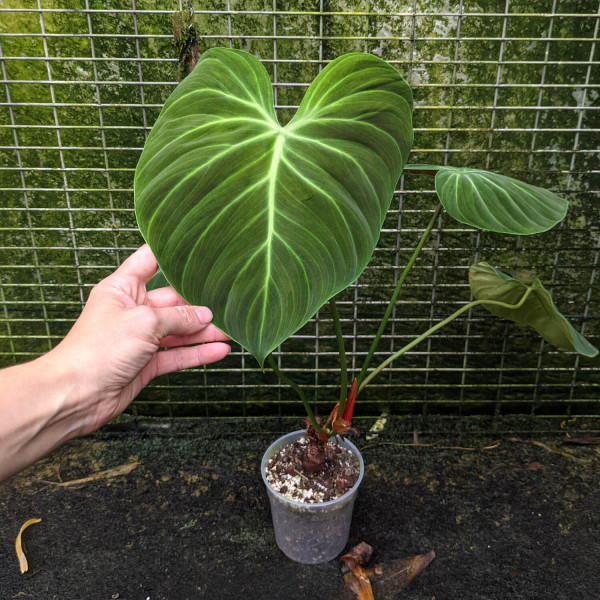 Philodendron el choco red / rubrijuvenilum – Big A