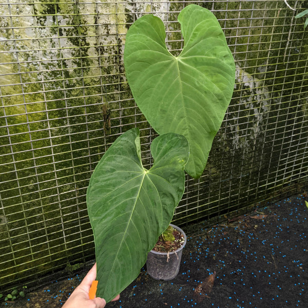 Anthurium marmoratum type 2 – XL