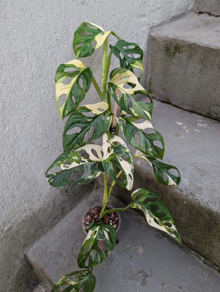 Monstera adansonii variegata - C