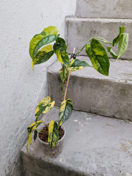 Monstera siltepecana variegata big - B