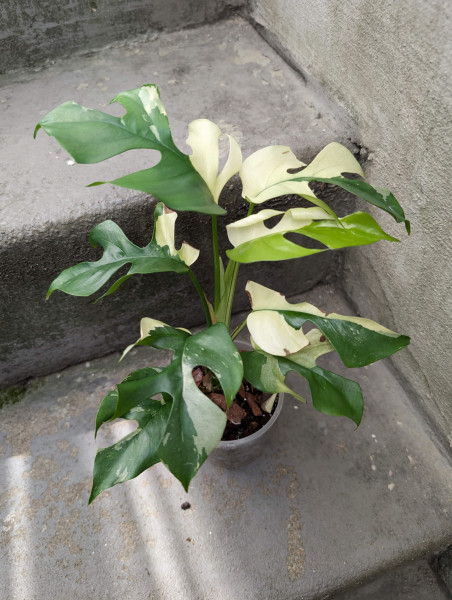 Rhaphidophora tetrasperma variegata - D