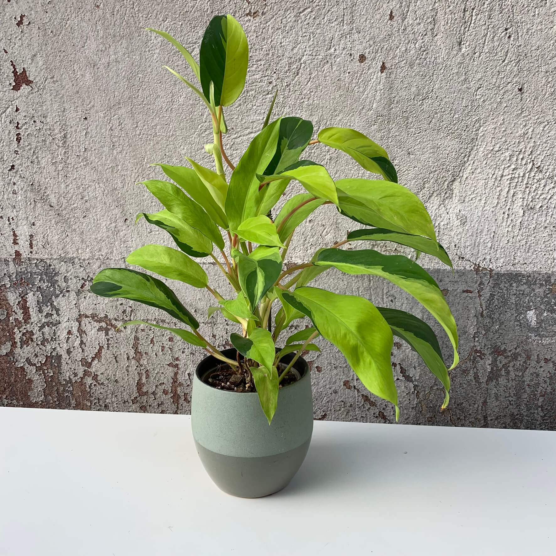 Recent order of philodendron and epipremnum from Thailand had this