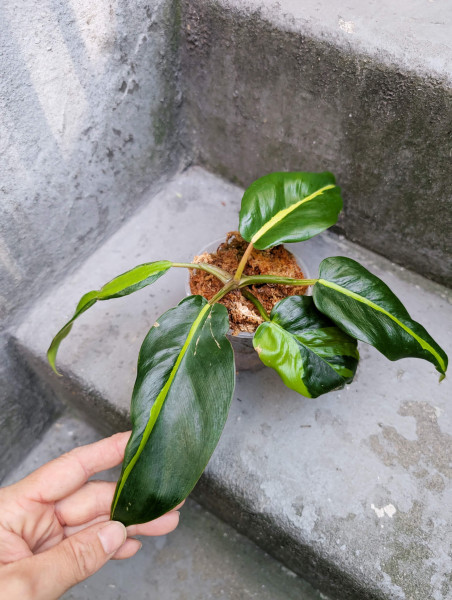 Philodendron Jungle Fever variegata - small