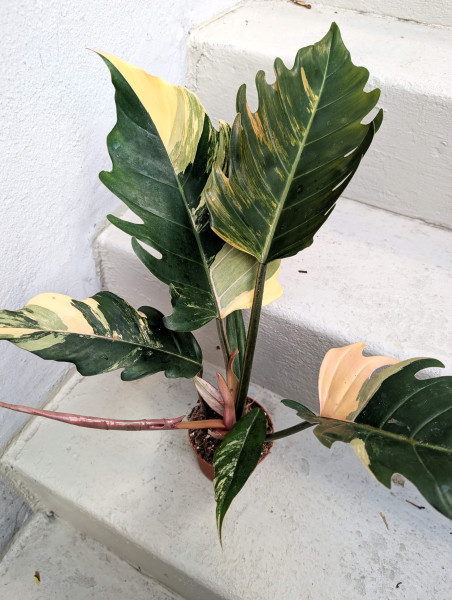 Philodendron Caramel Marble - A