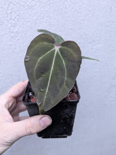 Anthurium Black Sweet self x Red Spider - selected Seedling B