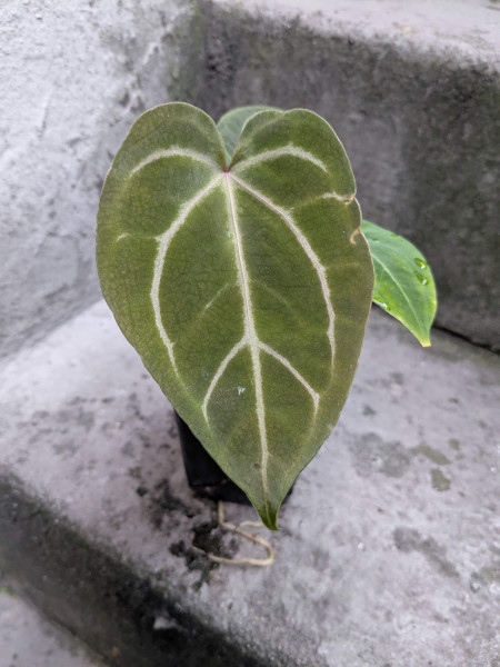 Anthurium (Red crystallinum NSE x KoS) x (papi x Goliath/Darkest Panama) - selected Seedling C