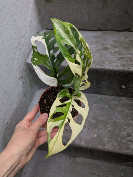 Monstera adansonii variegata - D
