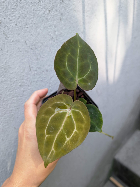 Anthurium Michelle x forgetii or papillilaminum X1 - selected Seedling A