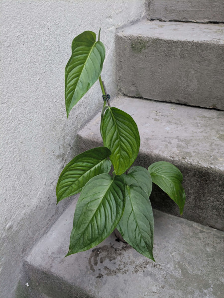 Monstera obliqua 'colombian form'