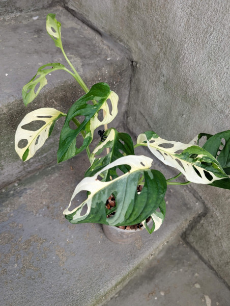 Monstera adansonii variegata - E