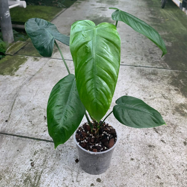 Philodendron sharoniae mosquera