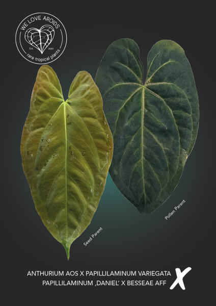 Anthurium (AOS x papillilaminum variegata) x (papillilaminum 'Daniel' x besseae aff)