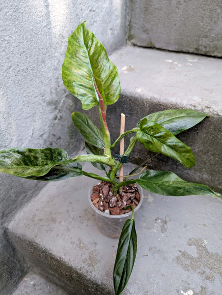 Philodendron subhastatum variegata