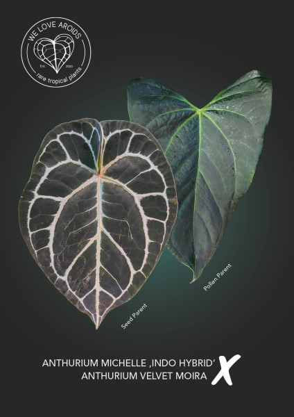 Anthurium Michelle 'Indo Hybrid' x Velvet Moira (papillilaminum x subsignatum)