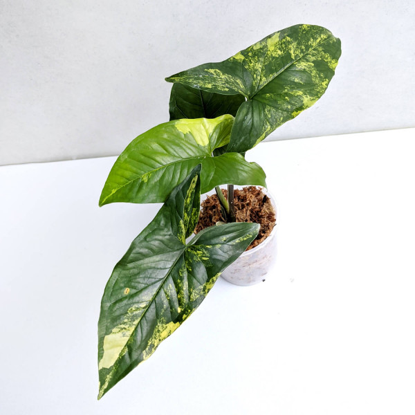 Syngonium aurea variegata (yellow variegated) – A