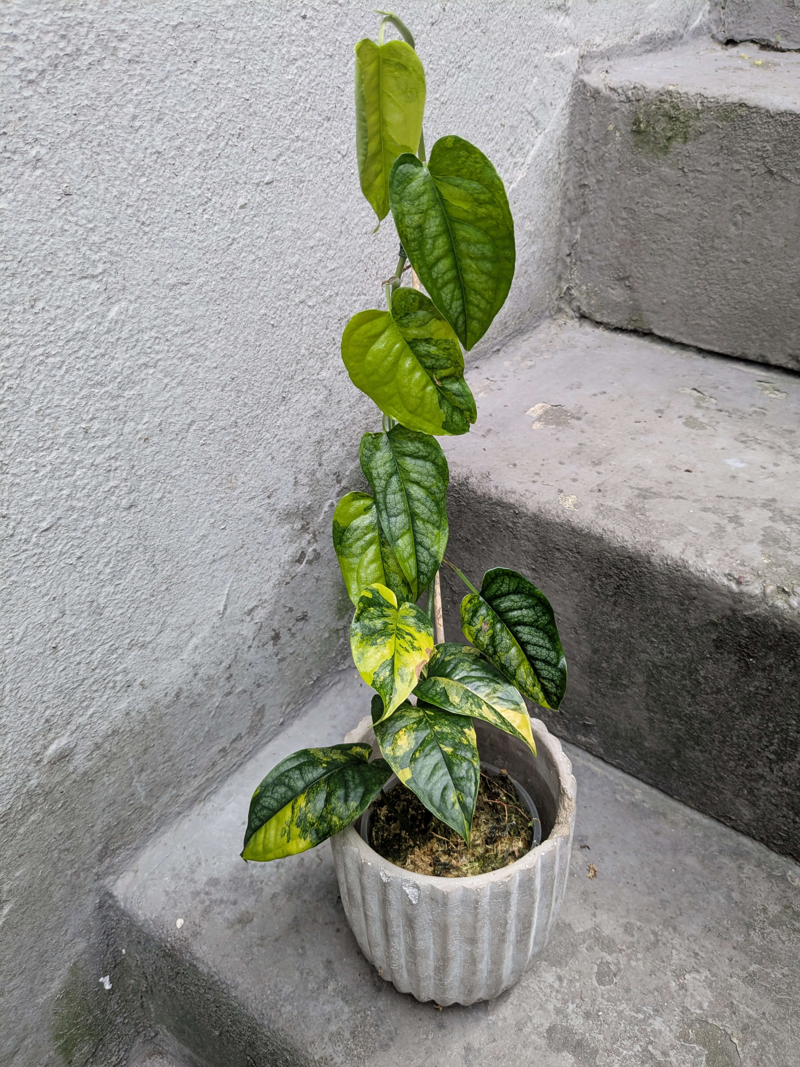 Monstera siltepecana variegata - F | variegated Plants | Plants