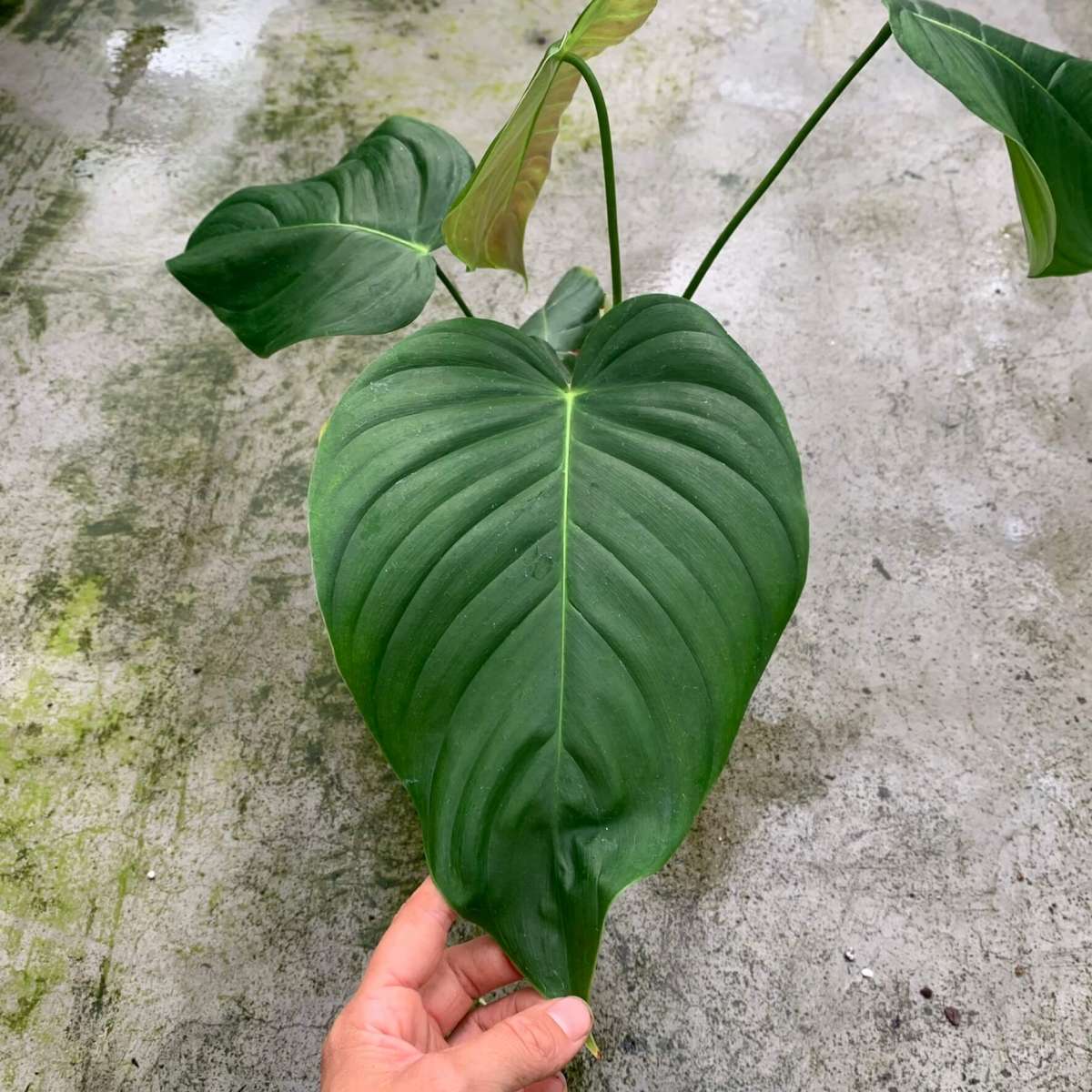 Philodendron grandipes | Philodendron | Plants | We Love Aroids