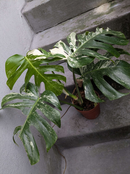 Monstera variegata - A