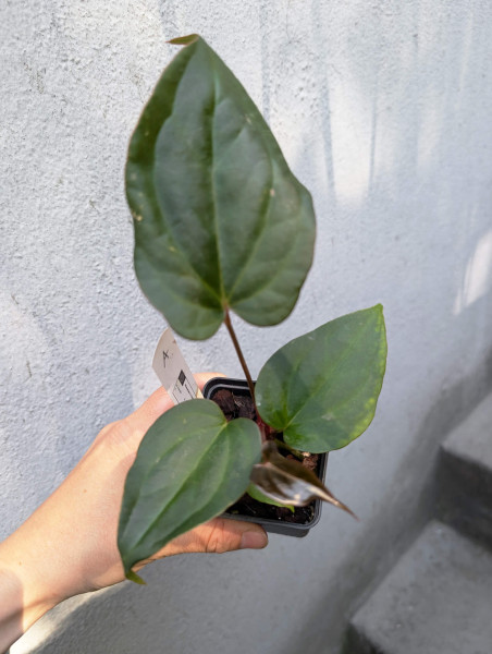 Anthurium sp napo x crystallinum - selected Seedling A