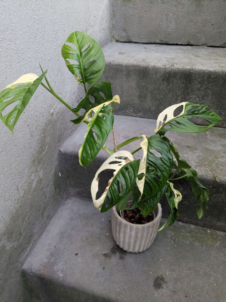 Monstera adansonii variegata - big