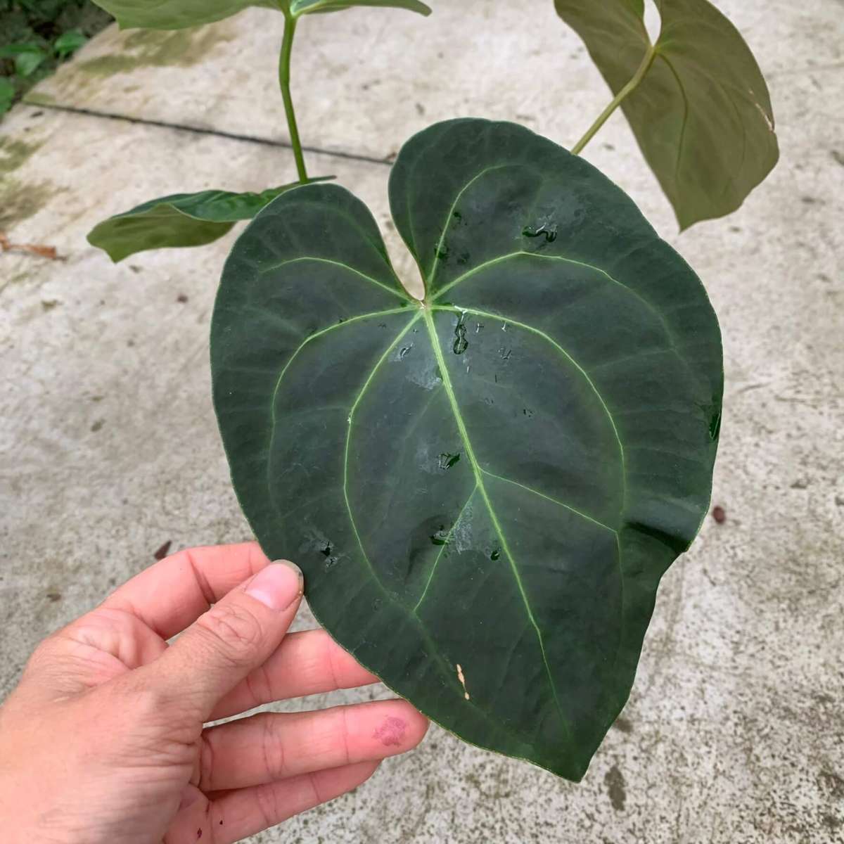 Anthurium besseae aff x Ace of Spades - A | Anthurium | Plants | We Love  Aroids