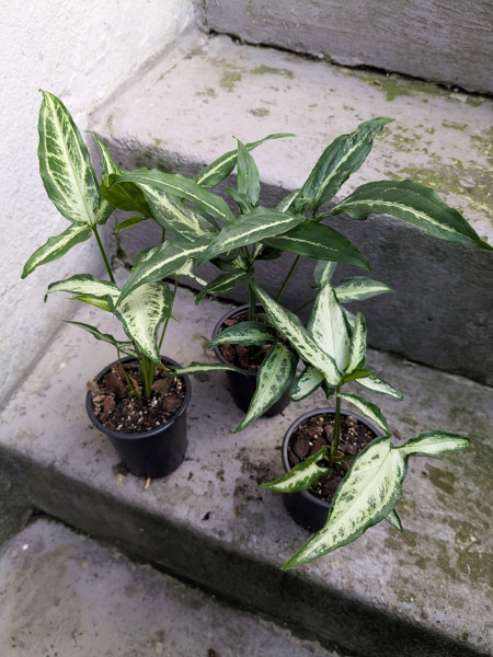 Syngonium Little Star