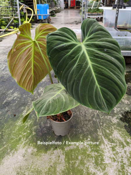 Philodendron el choco red / rubrijuvenilum - big