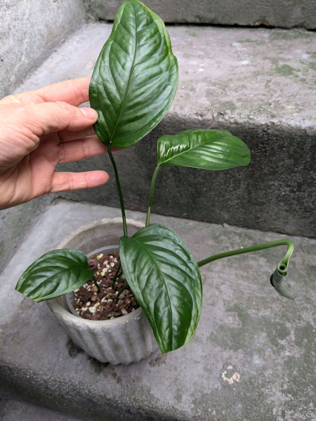 Monstera obliqua amazonica