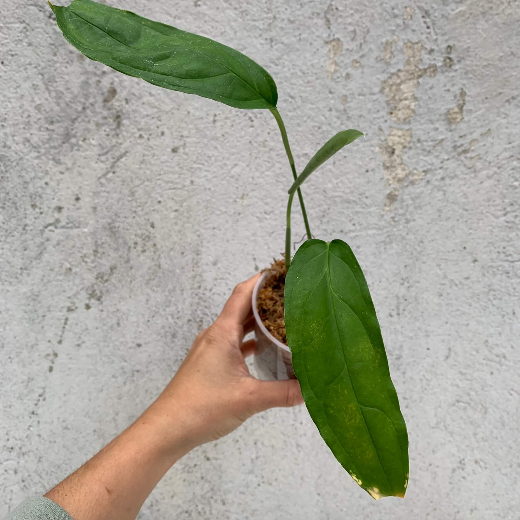 Monstera obliqua Amazonas - top cutting | Monstera | Plants | We Love Aroids