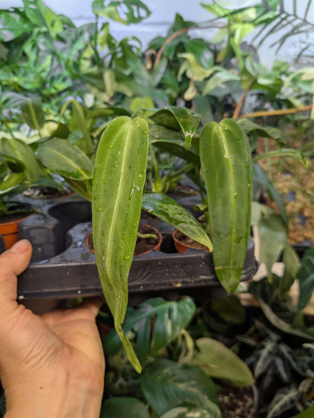 Anthurium warocqueanum - Babyplant