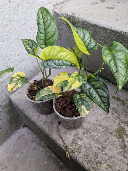Monstera siltepecana variegata