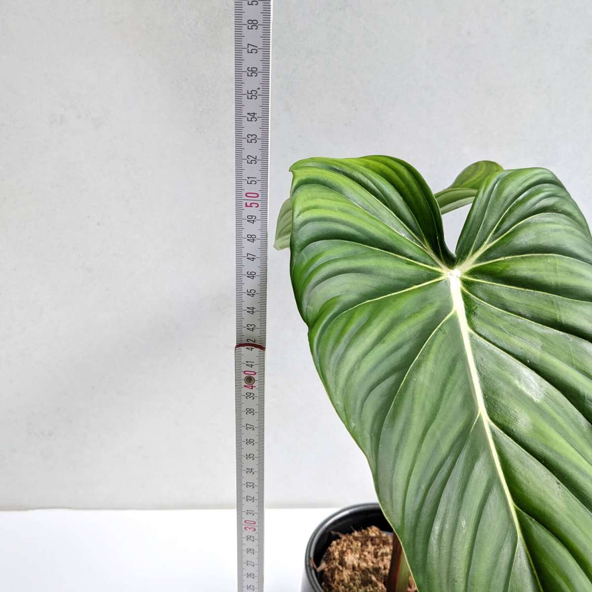 Philodendron Dean McDowell – Big | Philodendron | Plants | We Love Aroids