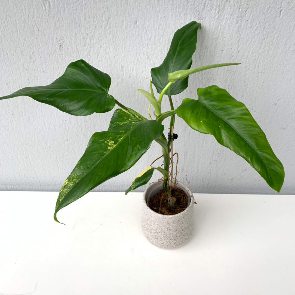 Philodendron domesticum variegata - less variegata