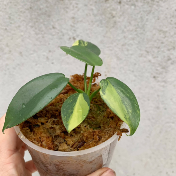 Philodendron bipennifolium variegata - small