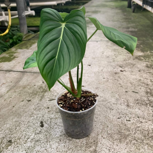 Philodendron Dean MC Dowell – small