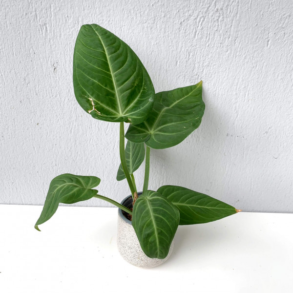 Anthurium villenaorum – B