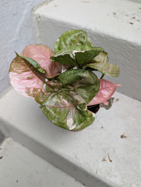 Syngonium Strawberry Ice - B