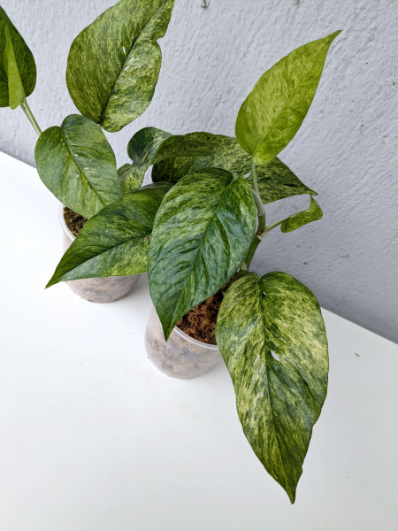 Epipremnum pinnatum mint